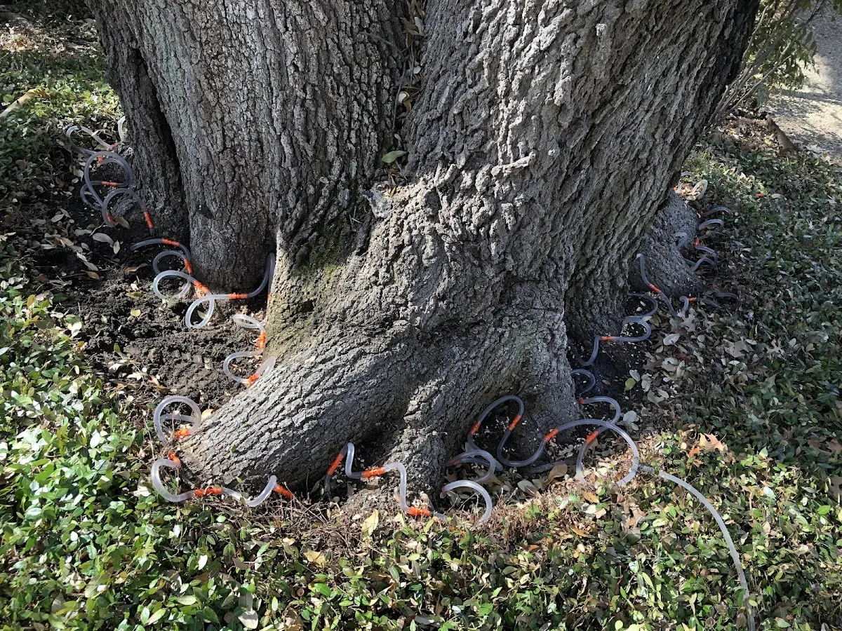 Detailed Tree Cabling and Bracing job site in Fontana Dam