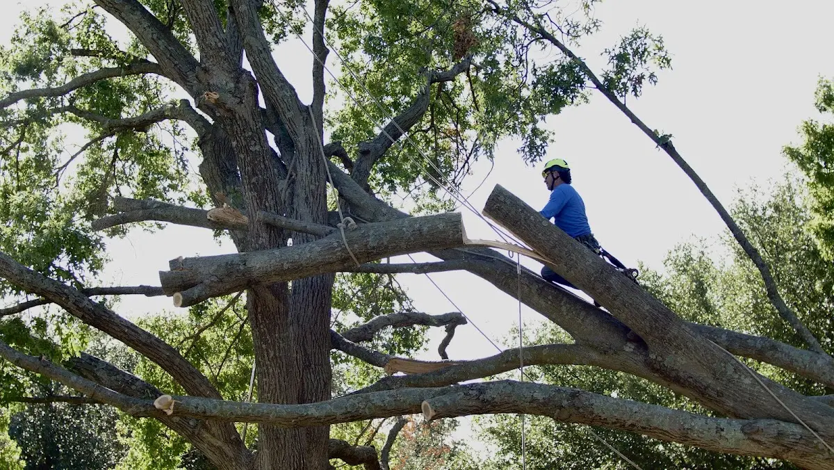 Professional Crown Thinning performed by certified arborists in Fontana Dam