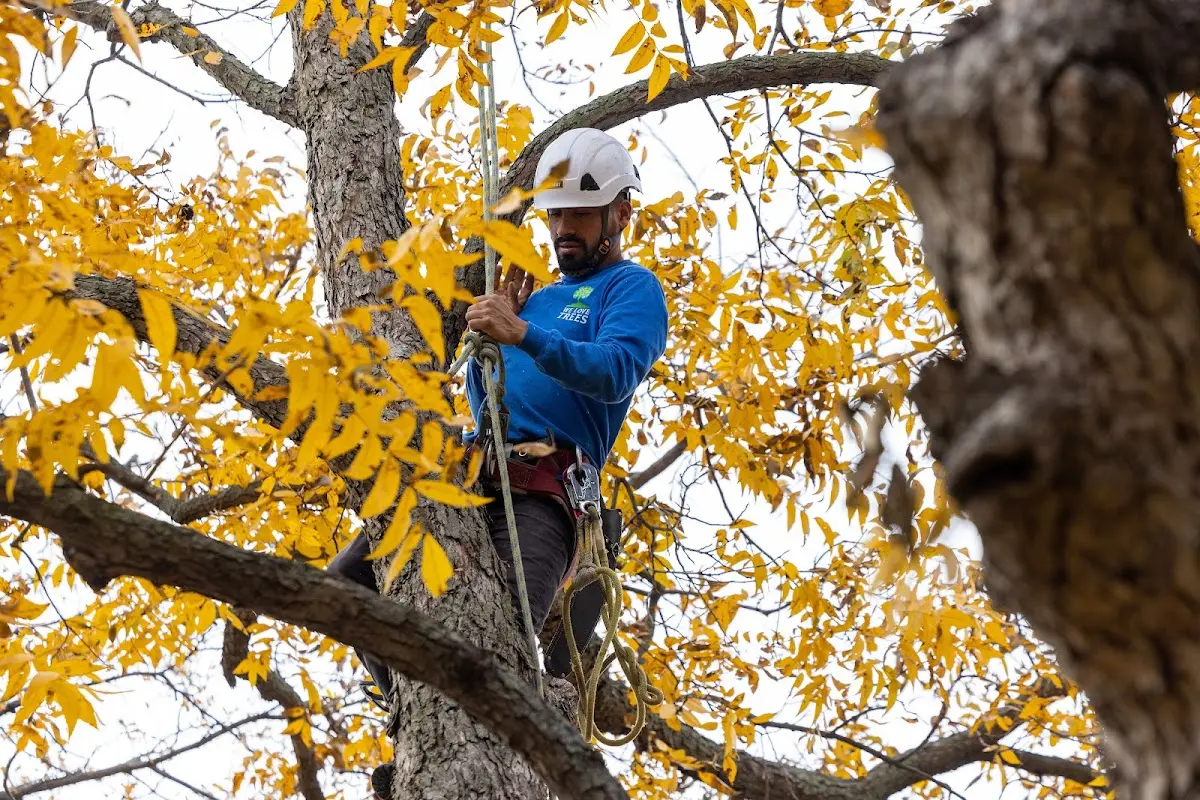 Skilled Tree Planing crew working in Fontana Dam