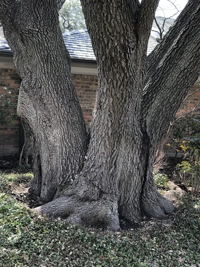 Mature heritage tree close to a Fontana Dam property cared for by certified arborists
